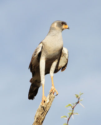 Pale Chanting Goshawk