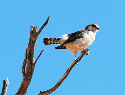 Pigmy Falcon