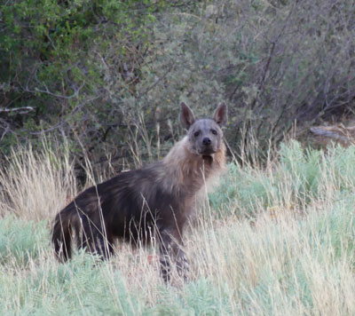 Brown Hyaena