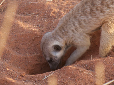 Meercat