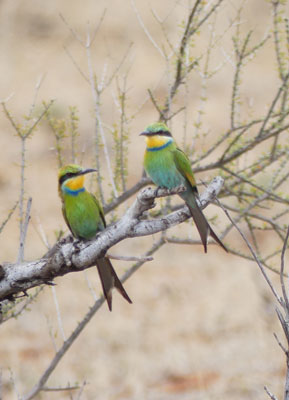 Swallow-Tailed Bee-Eaters