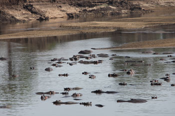 Hippos