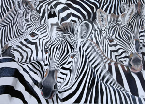 zebras