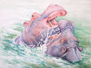 Hippos