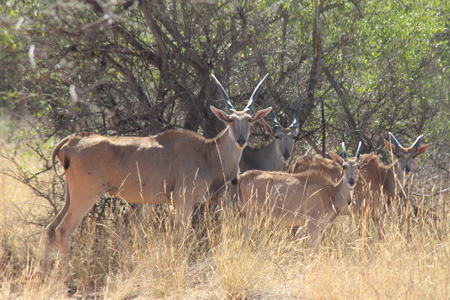 Eland