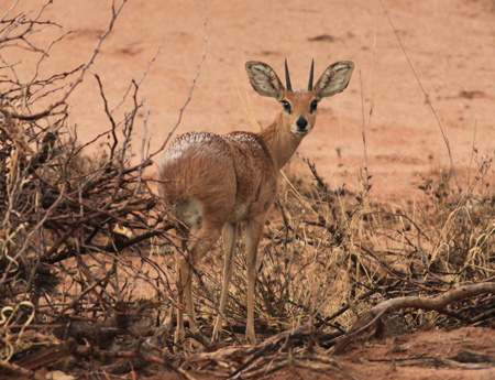 Steenbok