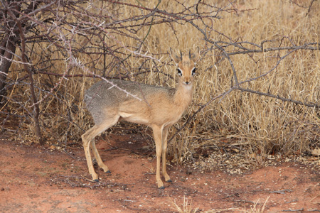 Dik Dik